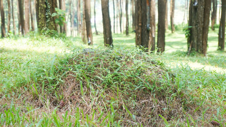 Camouflaged stone covered with foliage