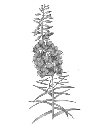 Botanical hand drawing illustration. Blooming sally flooowers.の写真素材