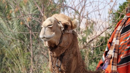 Camel. Dromedary camel