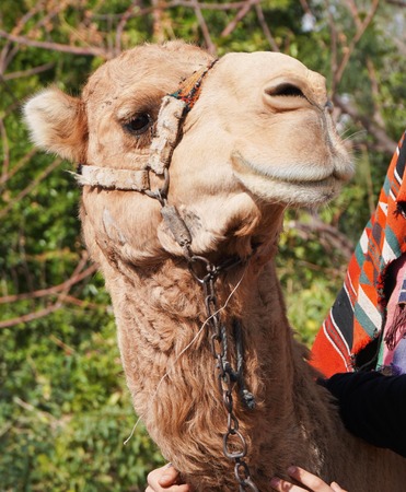 Camel head. Portrait of camelの写真素材