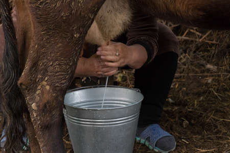Milking cow. Detail of manual milking milk in small rural farmの写真素材
