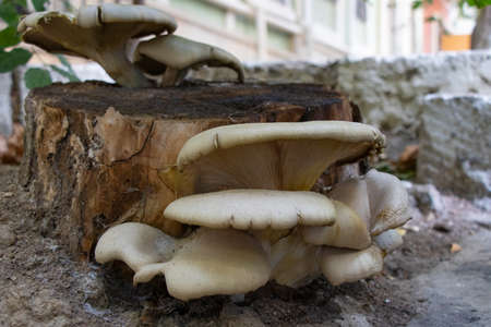A tree mushroom grows on the tree. Oyster mushroom