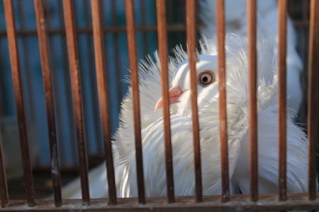 Pigeon in Nestの写真素材