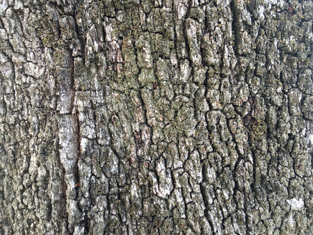 Wooden bark, detailed texture photo, trunk