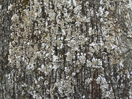 Wooden bark, detailed texture photo, trunkの写真素材