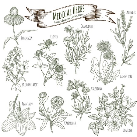 Set of hand drawn medicinal herbs, including clover, lavener, echinacea, st john's wort, dandelion, dog rose, chamomile, valeriana, calendula, plantain. Engraving, sketch style.のイラスト素材