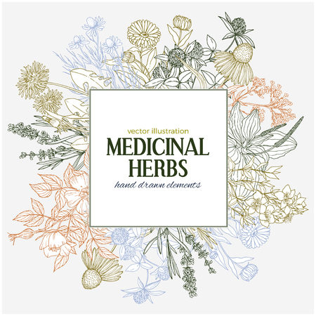 Square text field with hand-drawn colored medicinal herbs and flowers.のイラスト素材