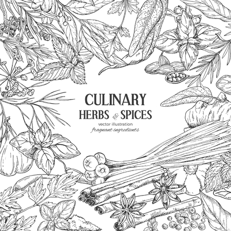 frame composed of hand drawn herbs and spices on white background, vector illustrationのイラスト素材