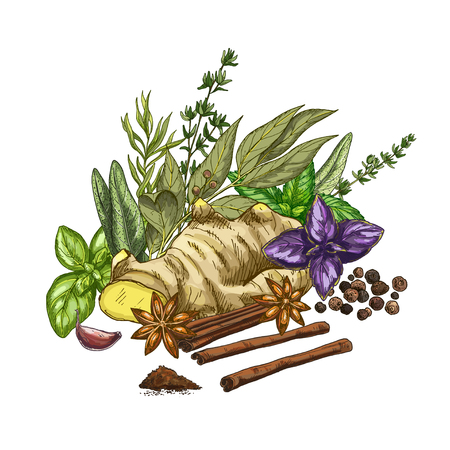 Heap of culinary herbs and spices, full color vector illustrationのイラスト素材