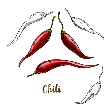 Full color realistic sketch illustration of red chili, vector illustrationのイラスト素材