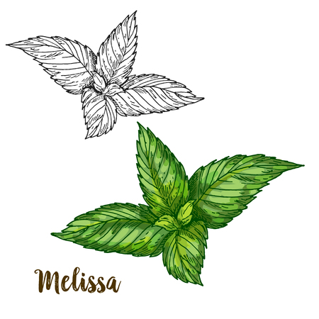 Full color realistic sketch illustration of melissa, vector illustrationのイラスト素材