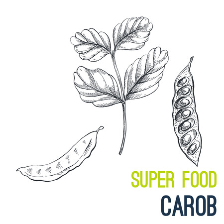 Carob. Super food hand drawn sketch vector illustration.のイラスト素材