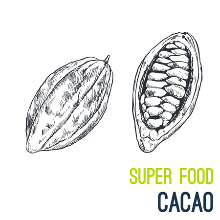 Cacao bean. Super food hand drawn sketch vector illustration.のイラスト素材