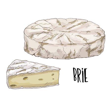 Brie. Full color cheese illustration, vector hand drawn sketch art.のイラスト素材