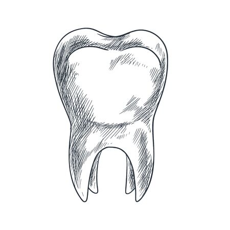 Hand drawn tooth with roots, sketchy styleのイラスト素材