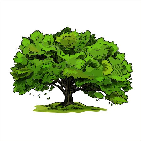 Spreading tree, oak, with green leaves, hand drawnのイラスト素材