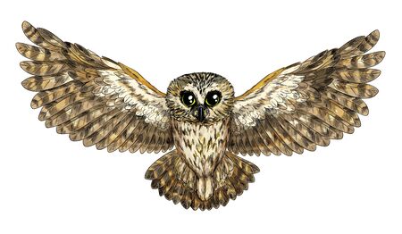 Cute flying owl, full color sketch, hand drawn vector illustrationのイラスト素材