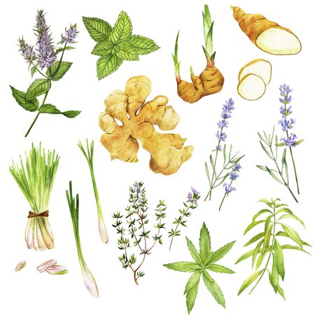 Tea herbs including peppermint and verbena, hand drawn watercolor vector illustrationのイラスト素材