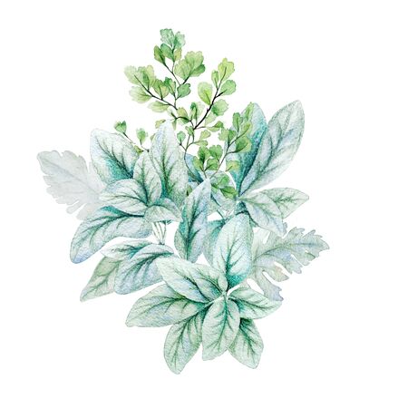 Greenery decorative bouquet, composed of fresh lamb ear leaves and adiantum. Hand drawn watercolor illustration. Design template.の写真素材