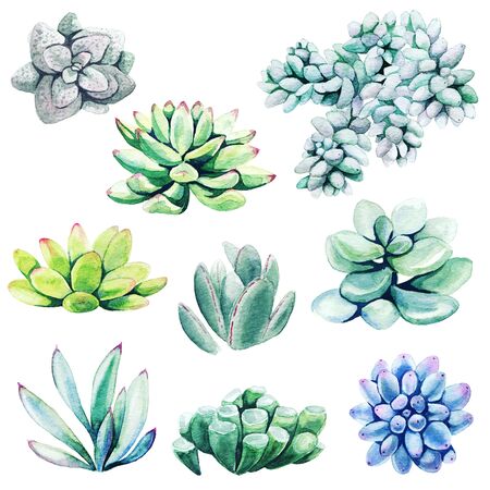 Watercolor set of bright hand drawn succulents, hand drawn illustration.の写真素材