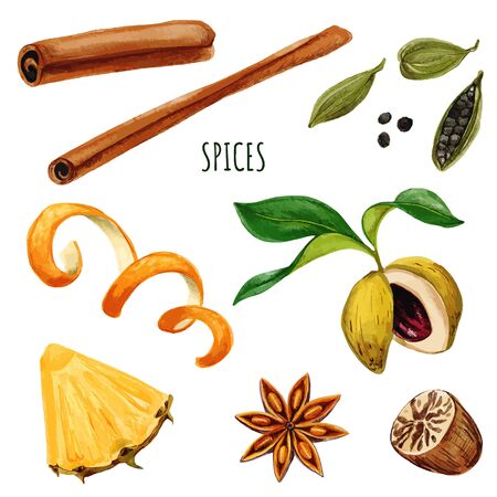 Set of spices including anis star and cinnamonのイラスト素材