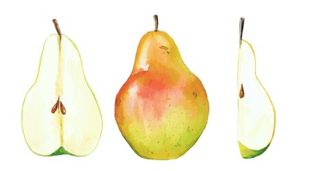 Garden pear and its parts, watercolor fruit