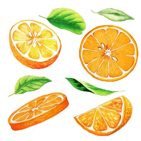 Set of parts of orange fruit and leavesのイラスト素材