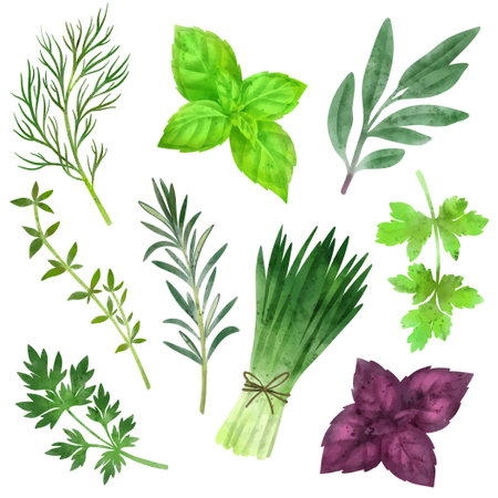 Set of culinary herbs, hand drawn vector watercolorの写真素材