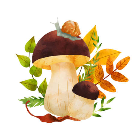 Forest Mushrooms, hand drawn vector watercolor illustrationのイラスト素材