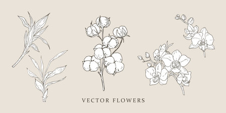 Bamboo, cotton, orchid. Vintage illustrationsのイラスト素材