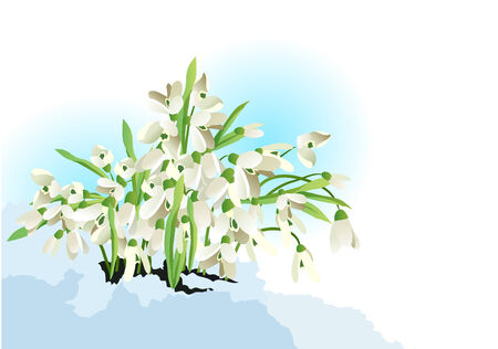Snowdrop bunch のイラスト素材