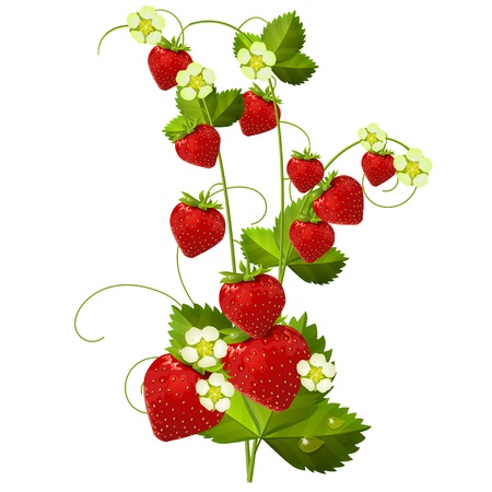 Strawberry isolated on white backgroundのイラスト素材