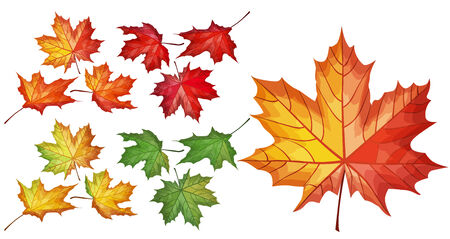 Detailed set with maple leavesのイラスト素材