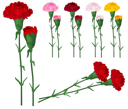 Red carnations isolated on white. Different colors.のイラスト素材