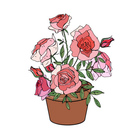 Plant rose isolated on white background. Room flower for home decoration.の写真素材