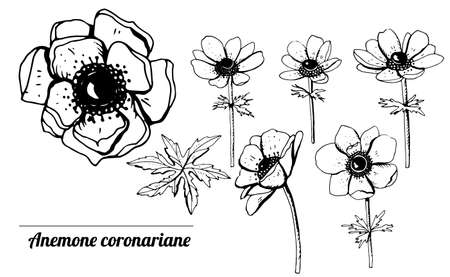 Set with wild flowers anemones. Objects isolated on white backgroundのイラスト素材