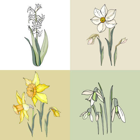 Primrose bulbous flowers. Decorative plant snowdrop, daffodil, hyacnthusのイラスト素材