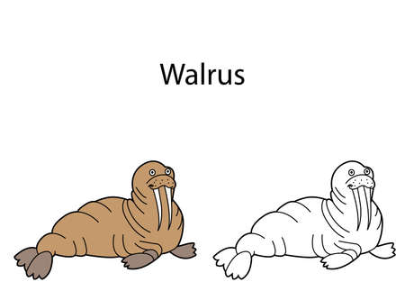 Funny cute animal walrus isolated on white background. Linear, contour, black and white and colored version. Illustration can be used for coloring book and pictures for childrenのイラスト素材