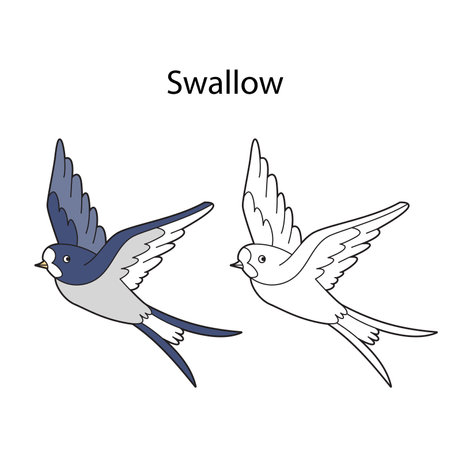 Funny cute bird swallow isolated on white background. Linear, contour, black and white and colored version. Illustration can be used for coloring book and pictures for childrenのイラスト素材