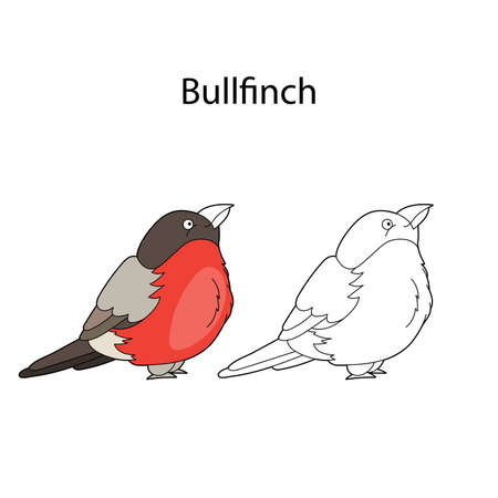 Funny cute bird bullfinch isolated on white background. Linear, contour, black and white and colored version. Illustration can be used for coloring book and pictures for childrenのイラスト素材