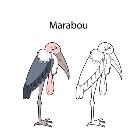 Funny cute bird marabou isolated on white background. Linear, contour, black and white and colored version. Illustration can be used for coloring book and pictures for childrenのイラスト素材