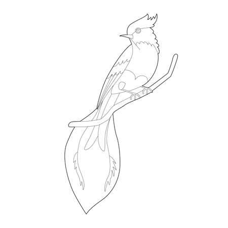 Contour linear illustration for coloring book with paradise bird. Beautiful tropical exotic bird, anti stress picture. Line art design for adult or kids in zentangle style and coloring page.のイラスト素材
