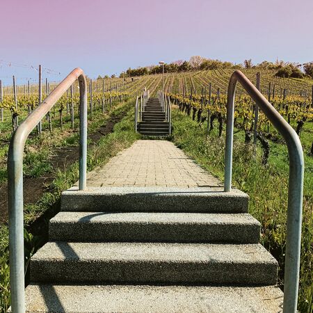 The Stairs on the vineyardの写真素材