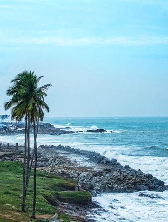 Coconut palm tree on the beach in Sri Lanka, Asiaの写真素材