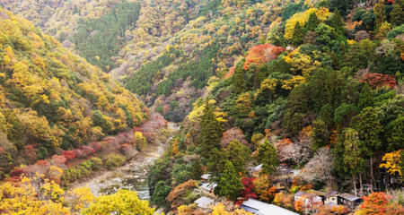 Autumn landscape with colorful forestの写真素材