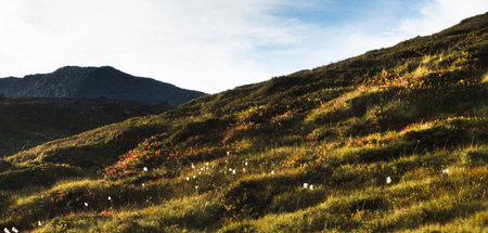 mountain meadow with poppies and mountains in the background