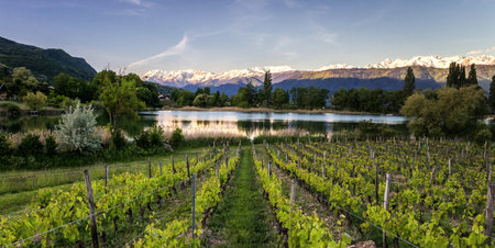 panoramic view of a vineyard with mountains in the background