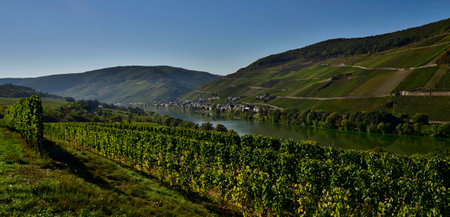 Panoramic view of the vineyards in the Rhine valley, Germanyの写真素材