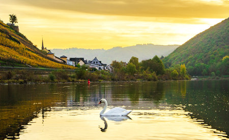 Swan on the lake at sunset in Wulong, Chinaの写真素材