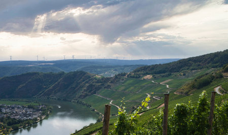 Landscape of vineyards in Moselle valley, Germanyの写真素材